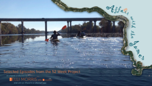 postcard layout by sheli